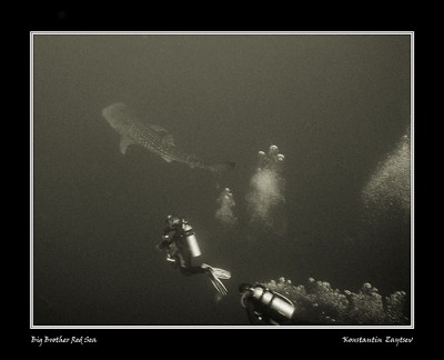 Whale shark K Zaytsev.jpg