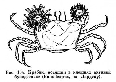 ris__1_154.jpg