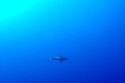 shark_2(645)'.JPG