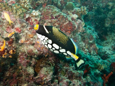 IMG_2072.jpg