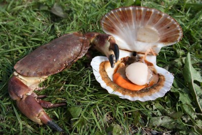 crab.JPG
