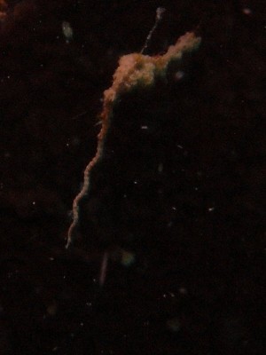 Nudi Retreat 1043.jpg