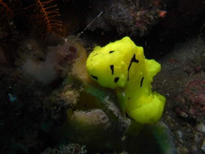 Nudi Retreat 1 050.JPG