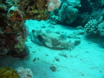 P1020132.jpg