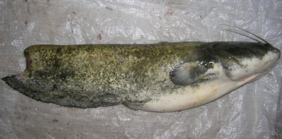 ампути.jpg