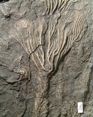 crinoid-slab.jpg