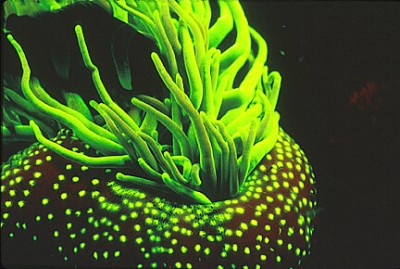 Anemone 01.jpg