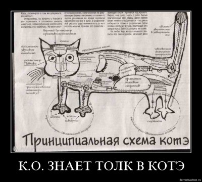 kote.jpg