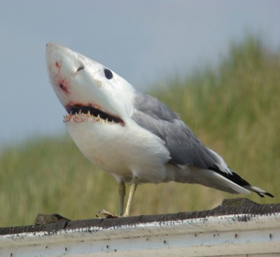 Bird.jpg