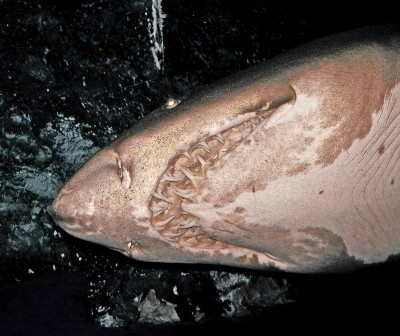 _Sand_Shark_edited1.jpg