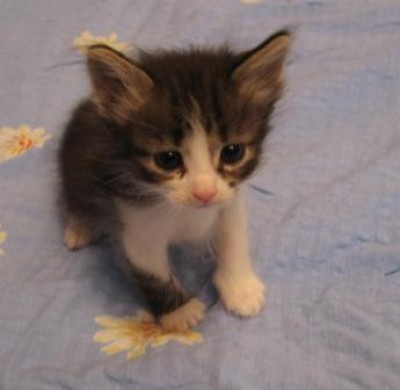 Котенок черныш.JPG