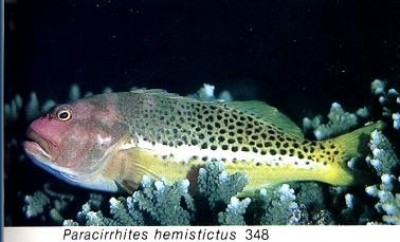 Paracirrhites hemistictus.jpg