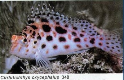 cirrhitichthys oxycephalus.jpg