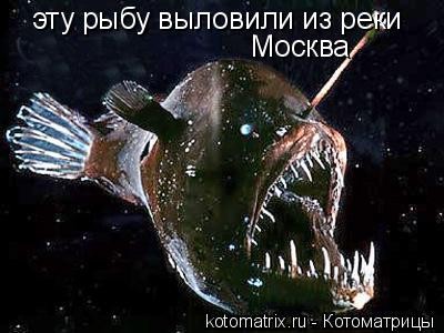 рыбка.jpg