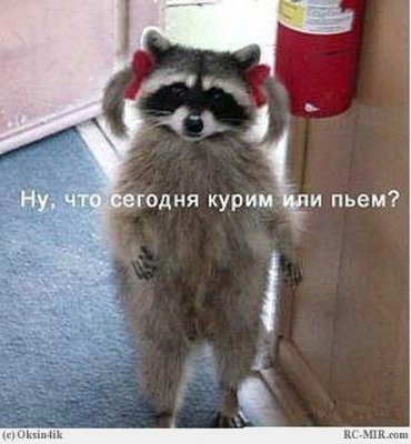 енот.jpg