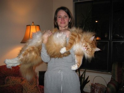 Megacat.jpg