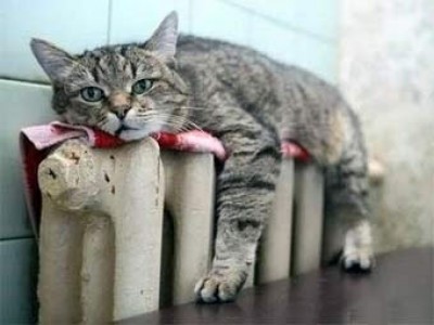 cat_c.jpg