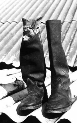 cat11.jpg