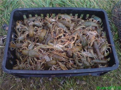 Раки.jpg