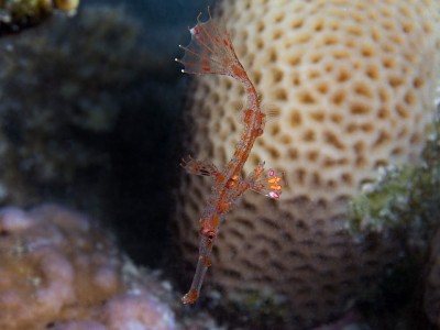 Solenostomus sp 1-1 (Mangrove Bay, El Quseir).jpg