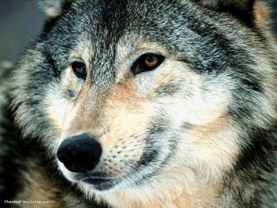 normal_Wolf%200009.jpg