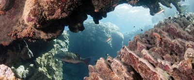 12Red-sea-grouper.jpeg