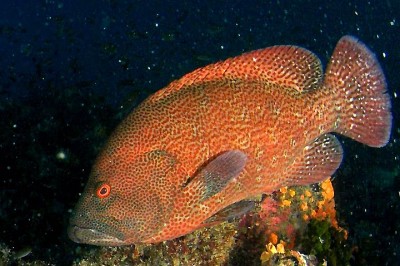 x-grouper.jpg