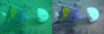 Sudi_Angel&GellyFish_01.jpg