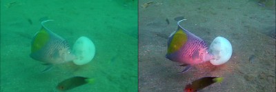 Sudi_Angel&GellyFish_02.jpg