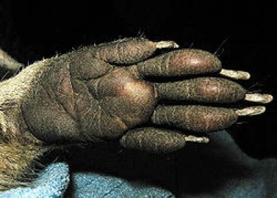 250px-Mm_Hand.jpg