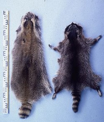 250px-Procyon_lotor_(North_American)_fur_skin.jpg