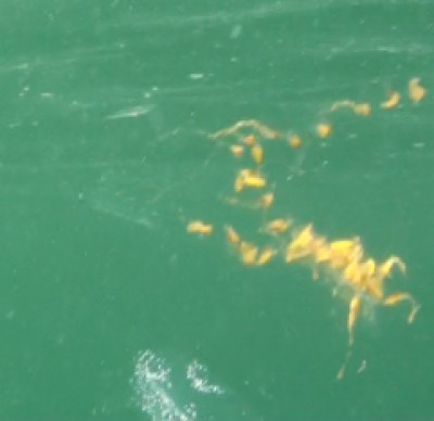 jelly-fish.jpg