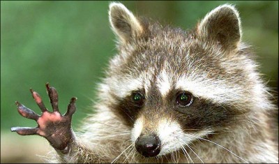 SNN24RACOON-682_493427a.jpg