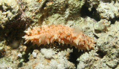 IMG_0415.JPG