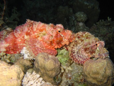 IMG_4929.JPG