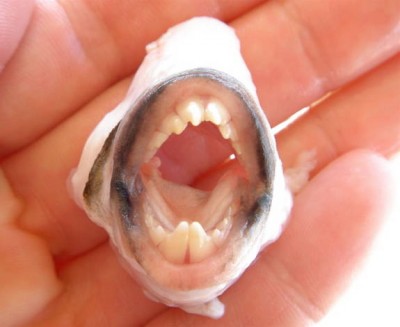 trigger_mouth.jpg