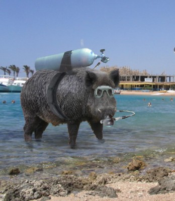 pig_diver.jpg