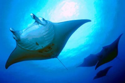 manta.jpg