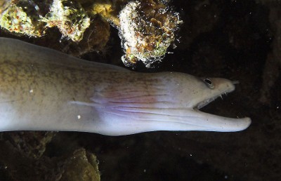 x-moray-eel-1.jpg
