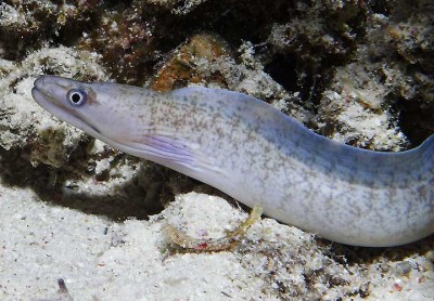 x-moray-eel.jpg