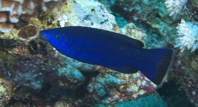 x-cleaner-wrasse.jpg