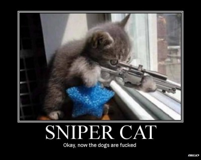 sinpercat.jpg