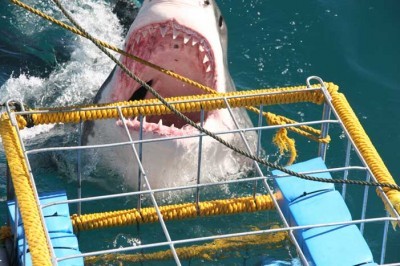 t_awesome_pic_of_what_to_expect_in_cage_125.jpg
