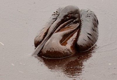 pelican-dirty.jpg