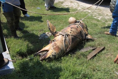 dead dolphin-1.jpg