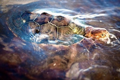 dirty turtle.jpg