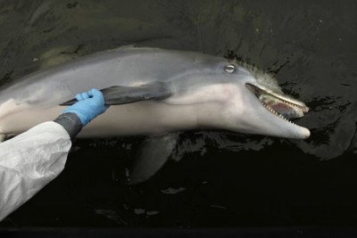 dead dolphin.jpg