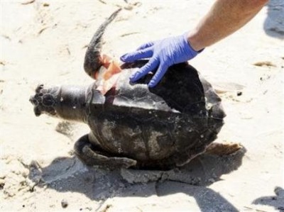 turtle-oil.jpg