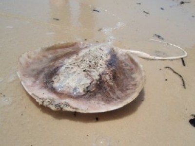 oil-ray.jpg