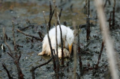 dirty bird.jpg